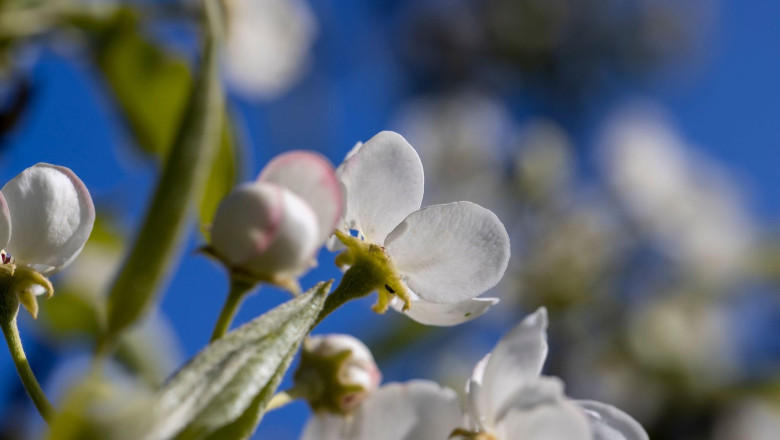 a pear flowers in May against a blue sky, sunny weather in an orchard with pears