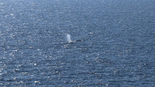 balena