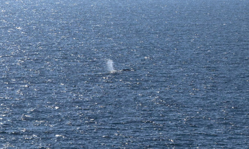 balena