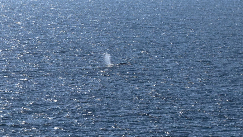 balena