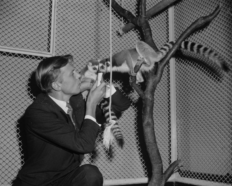Attenborough Feeding Lemurs