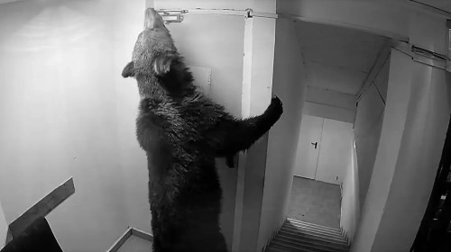 Un urs a intrat într-un hotel din Poiana Brașov/ Foto: Captură video