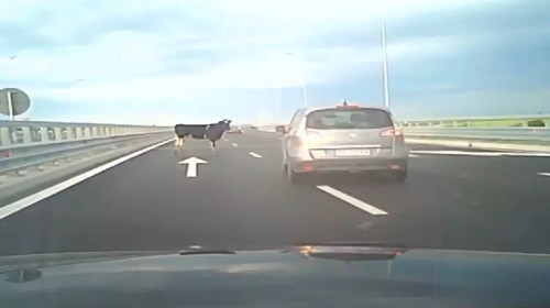 Patru vaci au căzut dintr-un camion pe autostrada A7/ Foto: Captură video