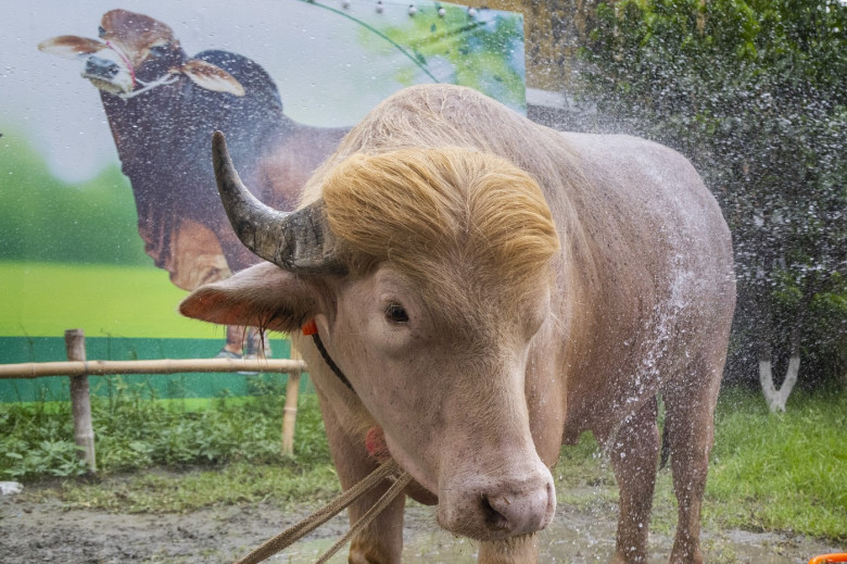 Crowds gather to see albino buffalo nicknamed ‘Donald Trump’ ahead of Eid al-Adha in Bangladesh