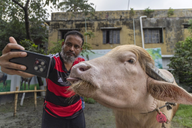 Crowds gather to see albino buffalo nicknamed ‘Donald Trump’ ahead of Eid al-Adha in Bangladesh