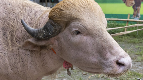 Crowds gather to see albino buffalo nicknamed ‘Donald Trump’ ahead of Eid al-Adha in Bangladesh