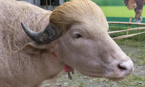 Crowds gather to see albino buffalo nicknamed ‘Donald Trump’ ahead of Eid al-Adha in Bangladesh