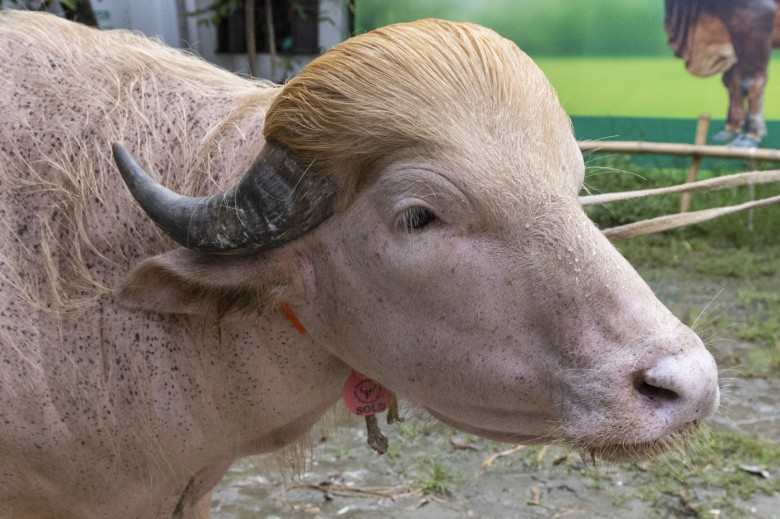 Crowds gather to see albino buffalo nicknamed ‘Donald Trump’ ahead of Eid al-Adha in Bangladesh