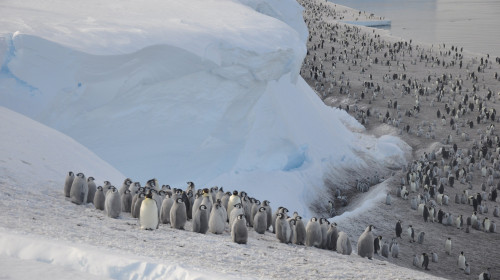 Emperor penguins populations in Antarctica rapidly declining, warns BAS