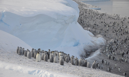 Emperor penguins populations in Antarctica rapidly declining, warns BAS