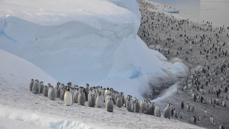 Emperor penguins populations in Antarctica rapidly declining, warns BAS