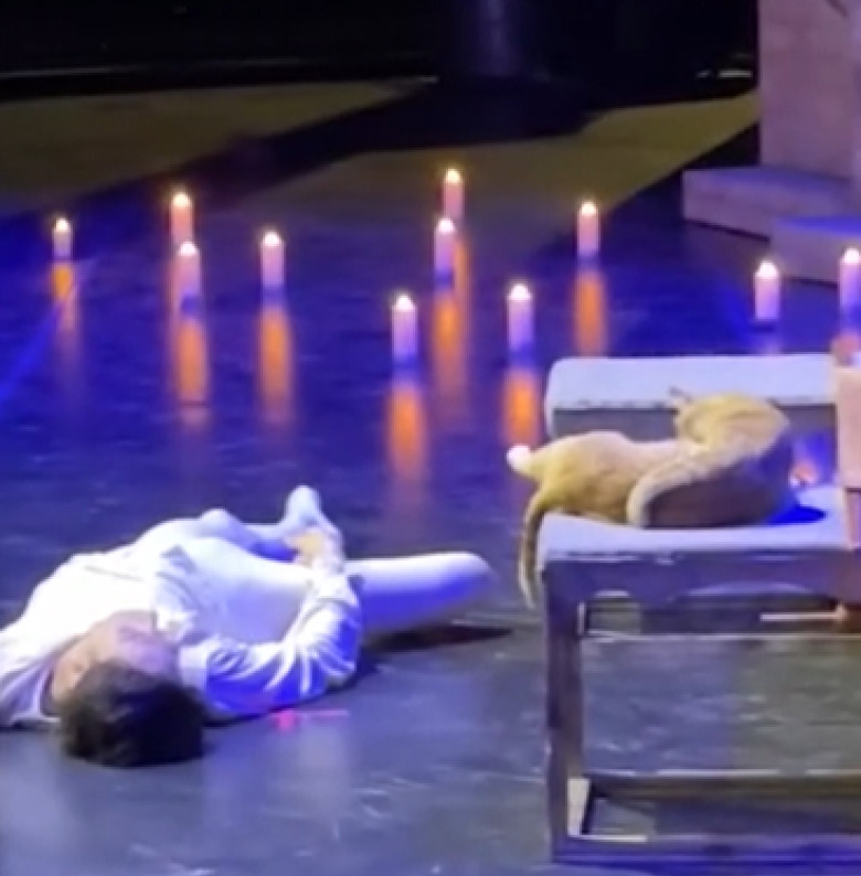 pisica pe scena la romeo si julieta (1)