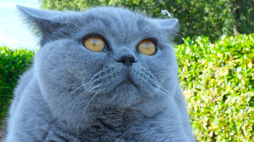 pisică British Shorthair