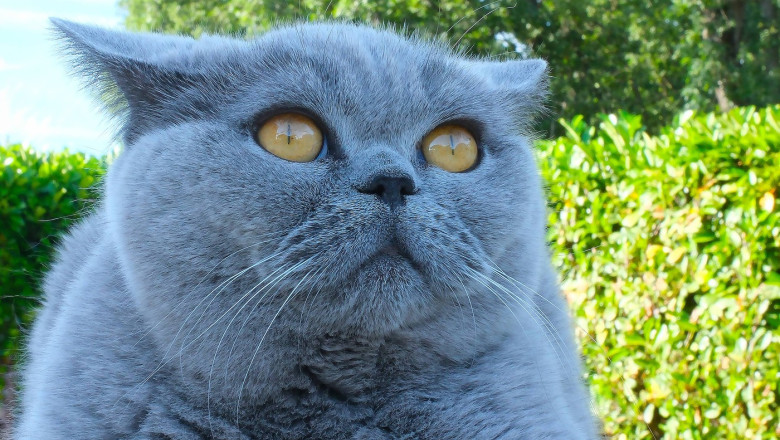 pisică British Shorthair