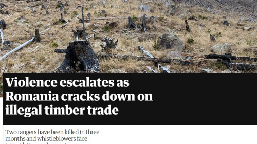 Articol în The Guardian despre mafia lemnului din România