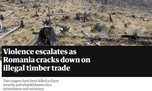 Articol în The Guardian despre mafia lemnului din România