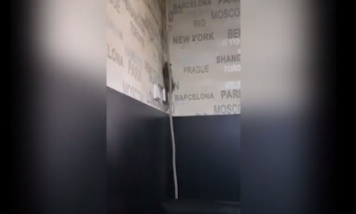 Șobolan în cofetărie, pe pereți