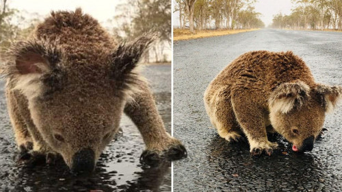 Urs koala bea apă de pe stradă