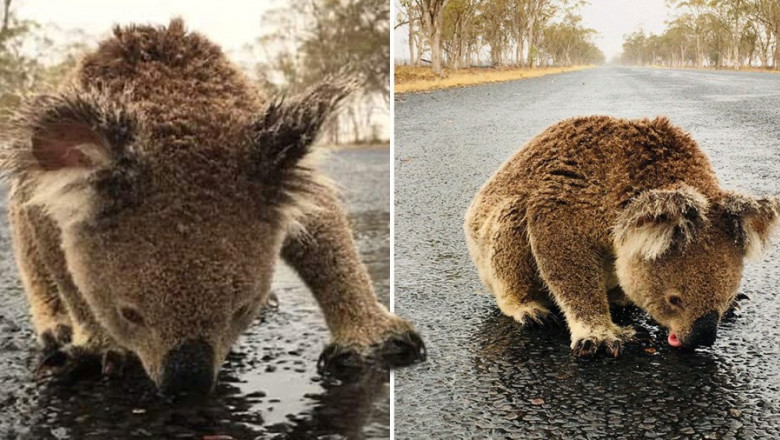 Urs koala bea apă de pe stradă