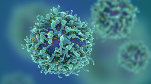 T-Cell, celulă imunitară anti-cancer