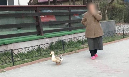 Rață scoasă la plimbare de o bătrână din Botoșani