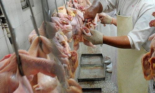Abator de pui, carne de pasăre