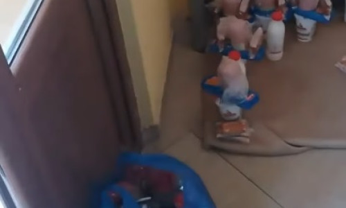 Mâncare pusă pe jos lângă un coș de gunoi