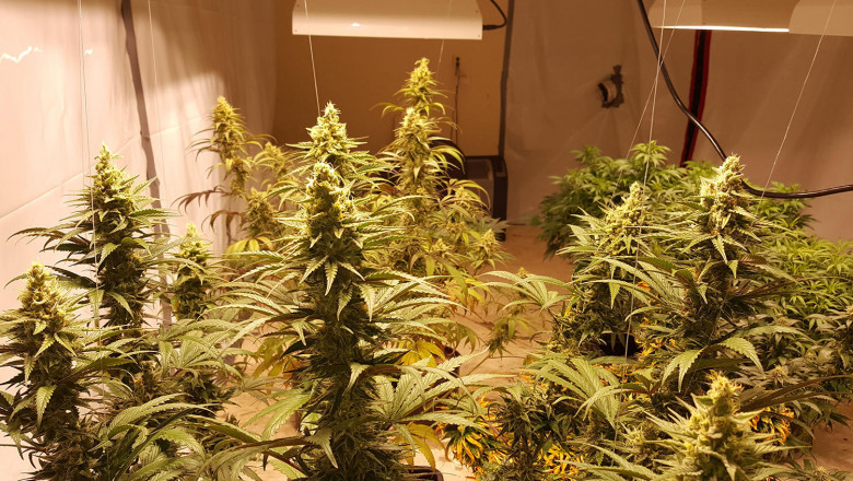 Cannabis cultivată acasă, indoor