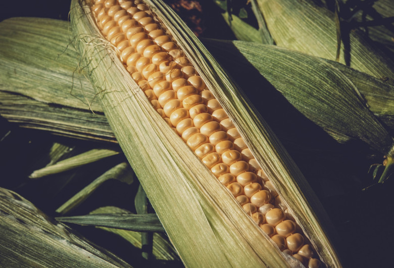 sweet-corn-3705687_1920