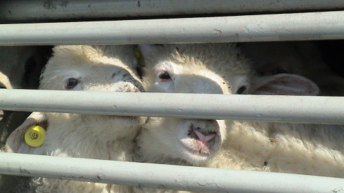 Oi într-o cușcă, animale de consum, carne, miei, transport de animale vii