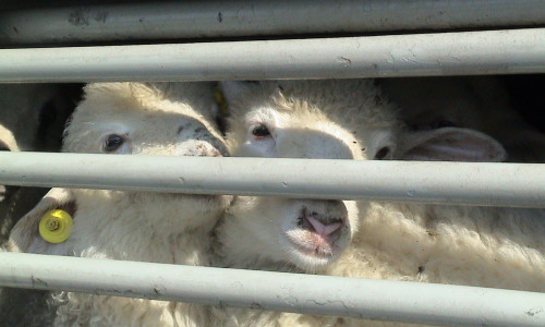 Oi într-o cușcă, animale de consum, carne, miei, transport de animale vii