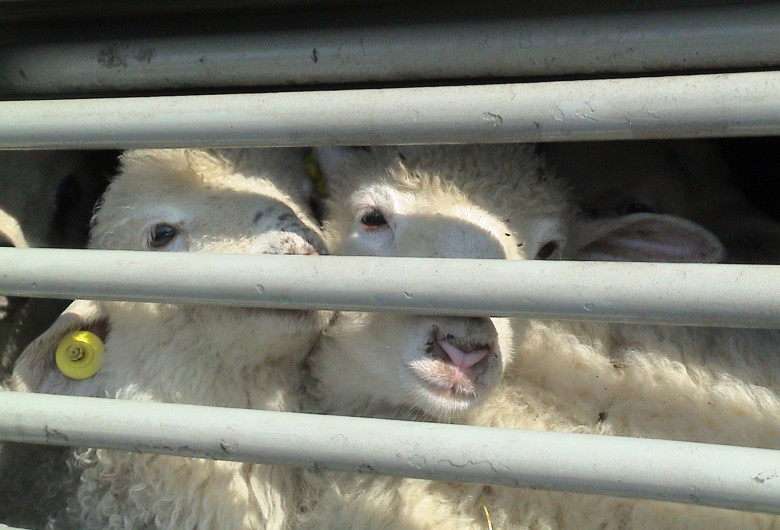 Oi într-o cușcă, animale de consum, carne, miei, transport de animale vii