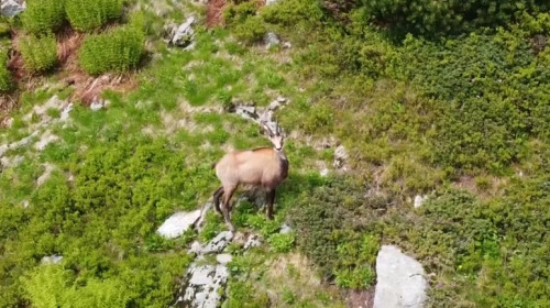 Capră neagră în Munții Rodnei