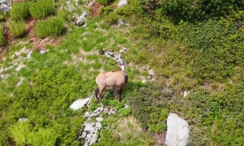 Capră neagră în Munții Rodnei