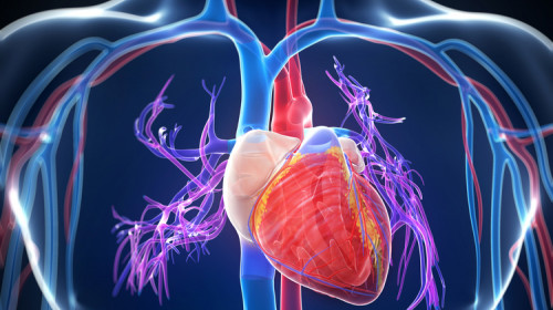 Inimă, boli cardiovasculare, afecțiuni cardiace, sânge