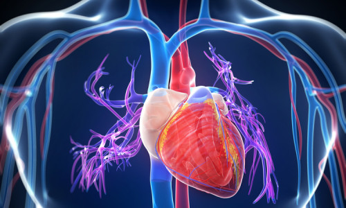 Inimă, boli cardiovasculare, afecțiuni cardiace, sânge