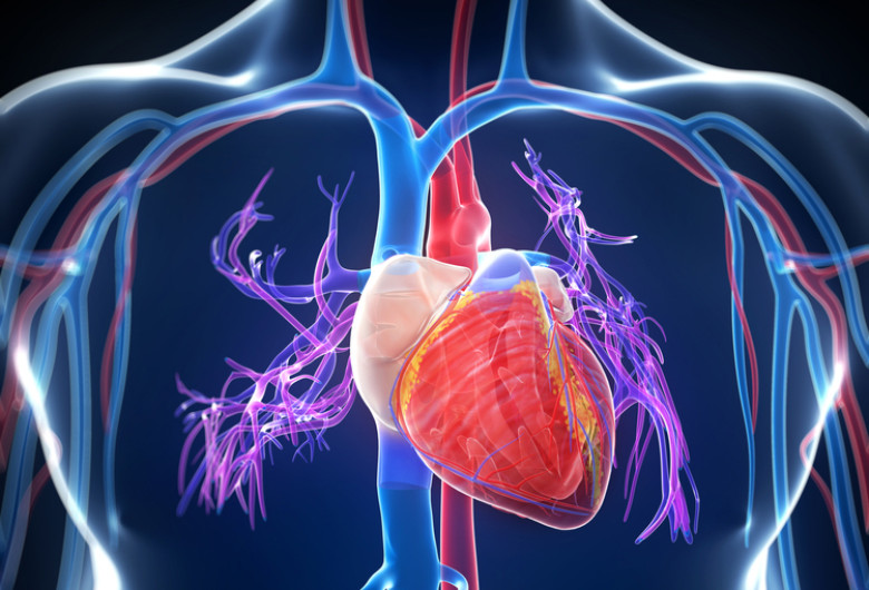 Inimă, boli cardiovasculare, afecțiuni cardiace, sânge