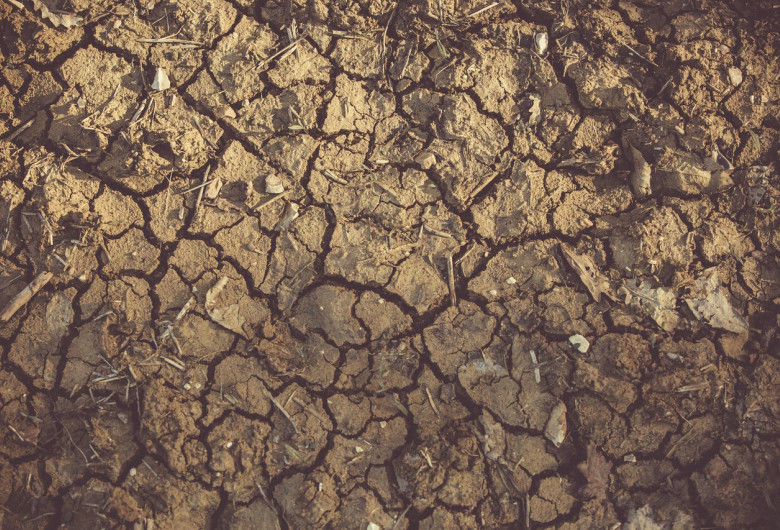 Pământ uscat, secetă, recoltă distrusă, pagube pentru fermieri, agricultură, cultură compromisă