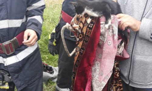 misiune-salvare-pisica-4-768x1024