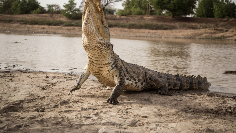 crocodil profimedia