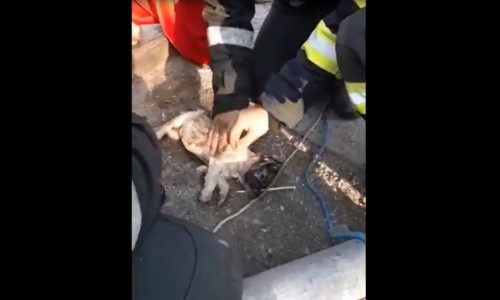 caine resuscitat