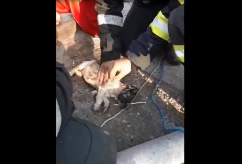 caine resuscitat