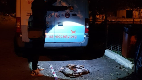 Pui de câine uciși