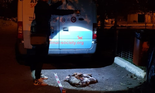 Pui de câine uciși