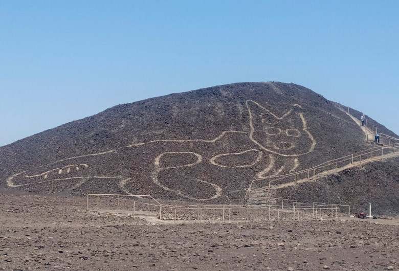 pisica nazca