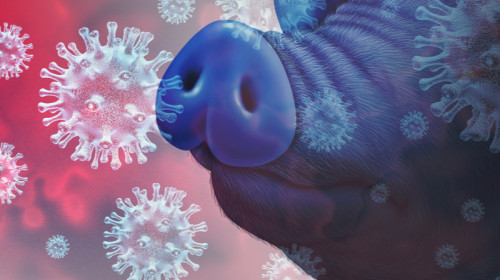 Coronavirus la porc, SADS-CoV