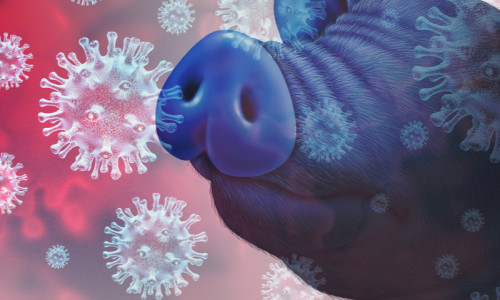 Coronavirus la porc, SADS-CoV