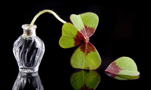ghinion shutterstock_69028336