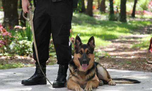Câine anti-drog, polițist, detectare COVID-19 sau stupefiante, halucinogene, cannabis, patruped, animal