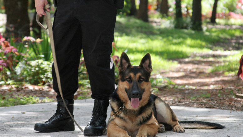 Câine anti-drog, polițist, detectare COVID-19 sau stupefiante, halucinogene, cannabis, patruped, animal